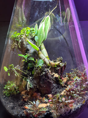 Ethereal Orchids-Den Dwarf Variegated Orchid-Bio Active(7”W × 10.5”H, Bioloark SD200 large with inbuilt LED light and cooling fan)