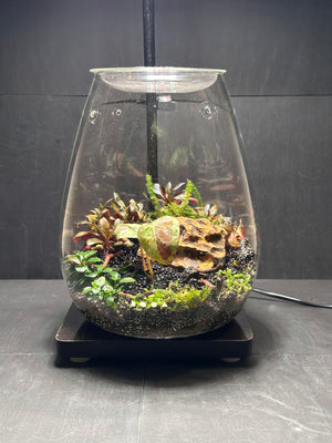 Elysian Garden – Begonia Pavonina Terrarium (6”W × 8”H, DOOA SHIZUKU with LED Light & Stand)