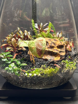 Elysian Garden – Begonia Pavonina Terrarium (6”W × 8”H, DOOA SHIZUKU with LED Light & Stand)