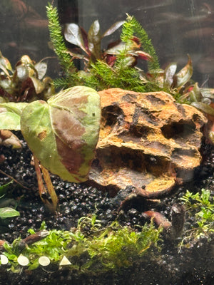 Elysian Garden – Begonia Pavonina Terrarium (6”W × 8”H, DOOA SHIZUKU with LED Light & Stand)