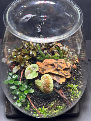 Elysian Garden – Begonia Pavonina Terrarium (6”W × 8”H, DOOA SHIZUKU with LED Light & Stand)