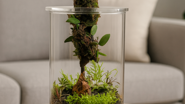Terrarium with plants on a wooden table in a living room setting