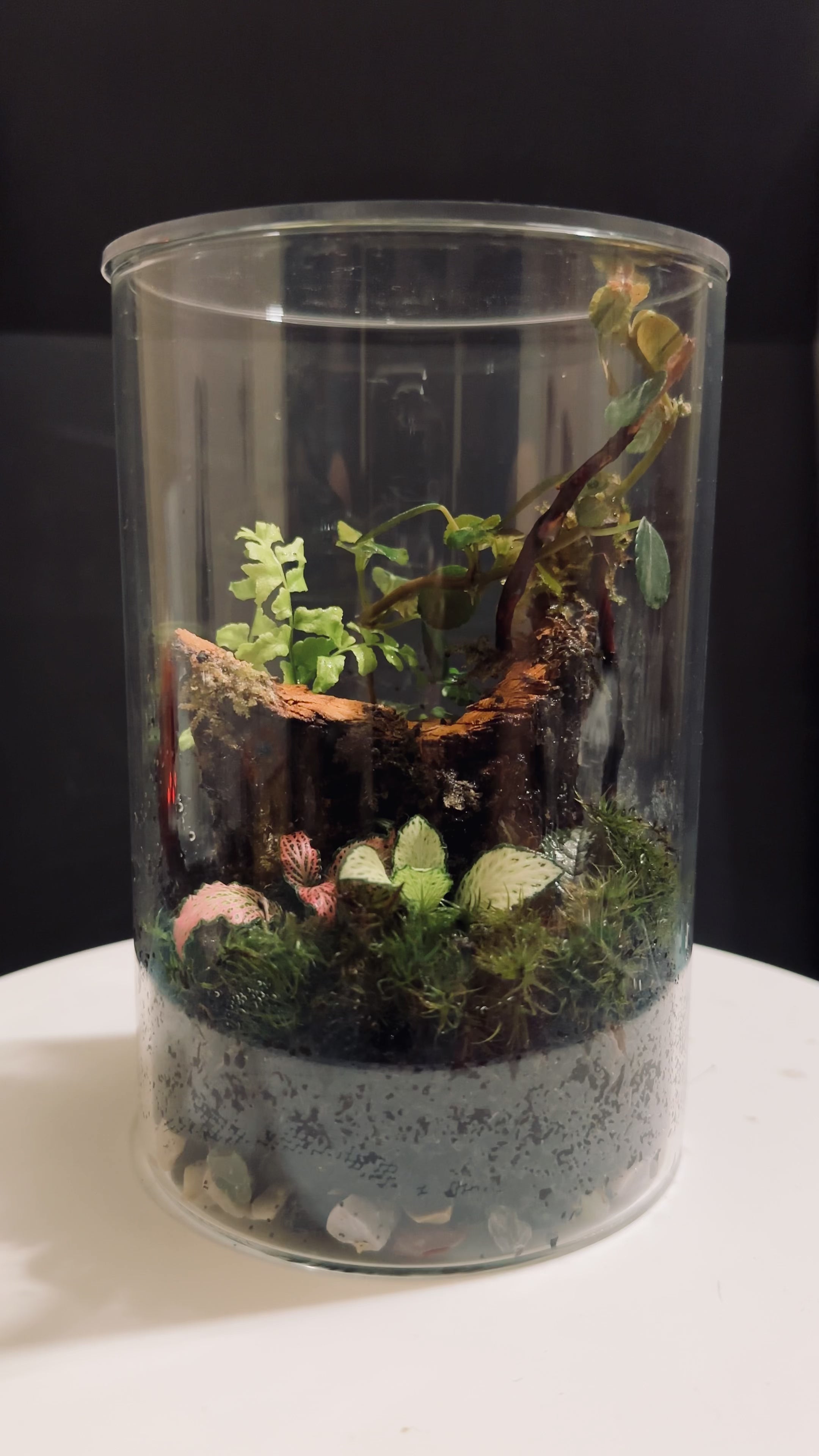Elysian Garden - Watermelon Peperomia Jar Terrarium 5X7 Inches
