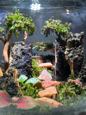 Whispering Woods – A Living Forest in Glass small bowl 4”W × 5”H with Clip on LED light